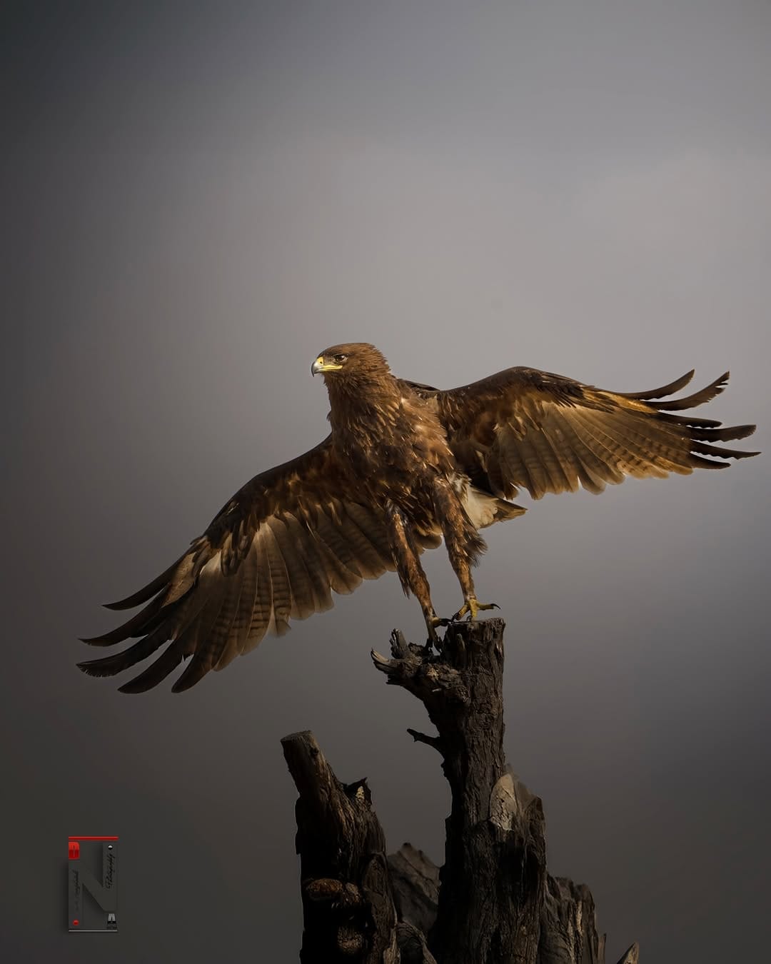 Post 10 by Dr. Noushad Ali | 📸Wildlife Photographer Dubai/ India on Instagram (image)