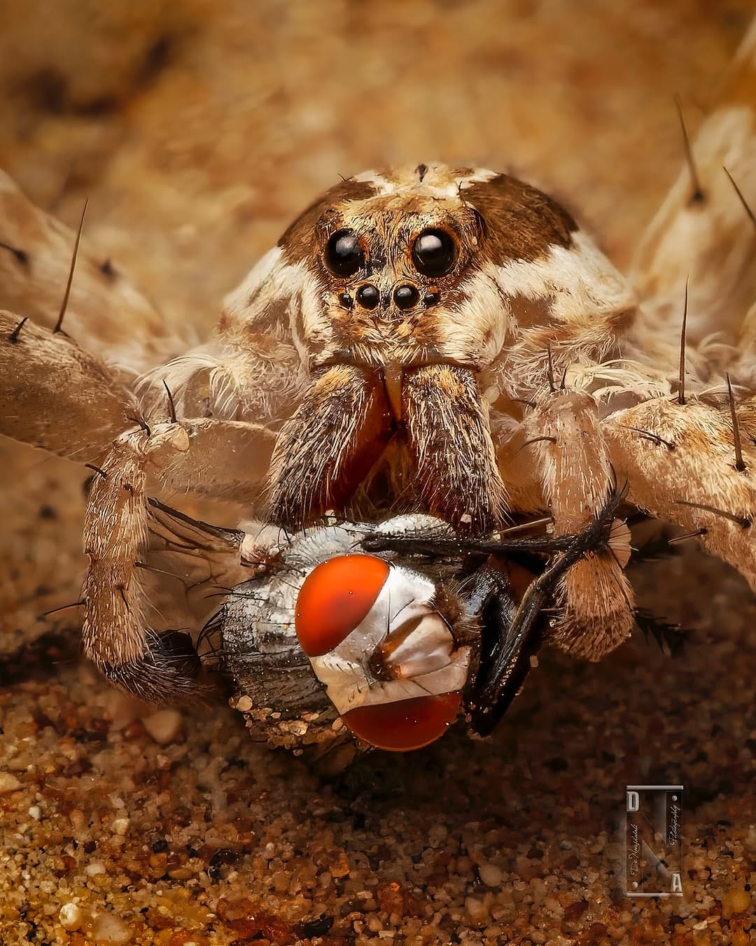 Post 8 by Dr. Noushad Ali | 📸Wildlife Photographer Dubai/ India on Instagram (image)