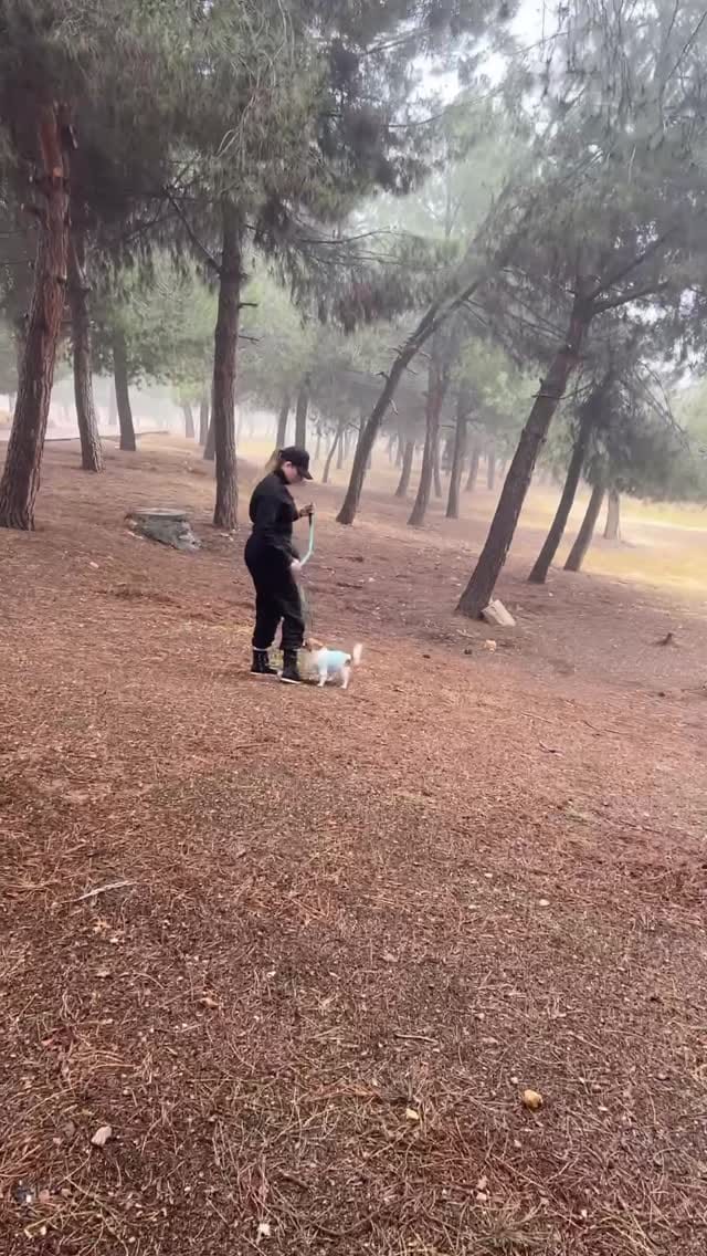 Post 8 by Shereen Shehadeh on Instagram (video)