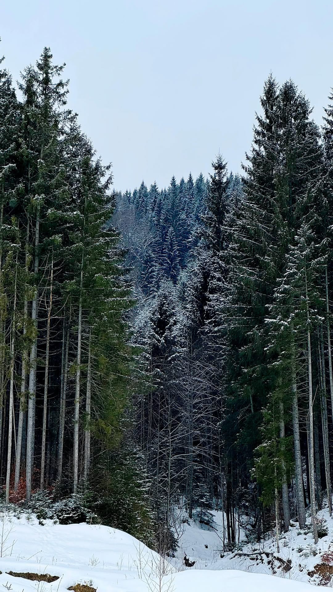 Post 7 by Snizhana Zadorozhna on Instagram (video)
