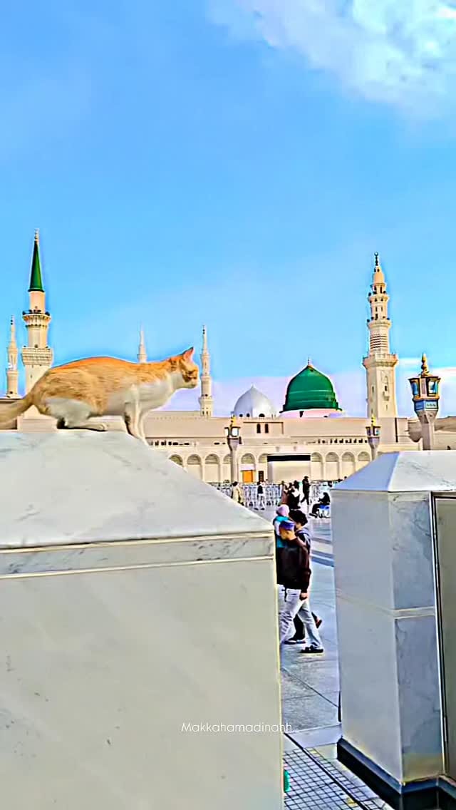 Post 5 by Ch𝐞𝐟 𝐀𝐟𝐫𝐨𝐣 𝐀𝐥𝐚𝐦 on Instagram (video)