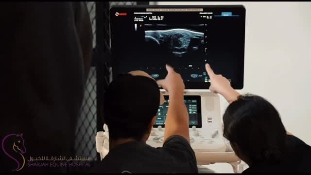 Post 6 by Sharjah Equine Hospital on Instagram (video)