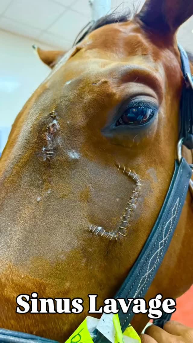 Post 1 by Sharjah Equine Hospital on Instagram (video)