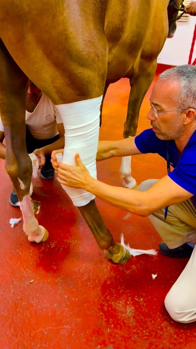 Post 3 by Sharjah Equine Hospital on Instagram (video)