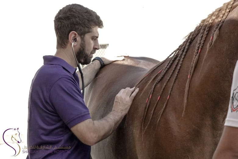 Post 4 by Sharjah Equine Hospital on Instagram (carousel)