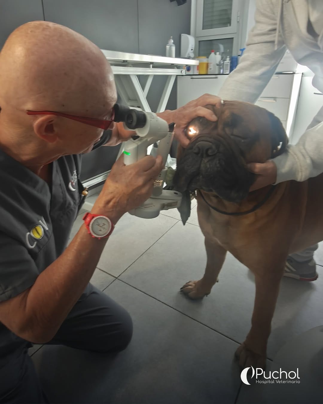 Post 10 by Hospital Veterinario Puchol on Instagram (carousel)