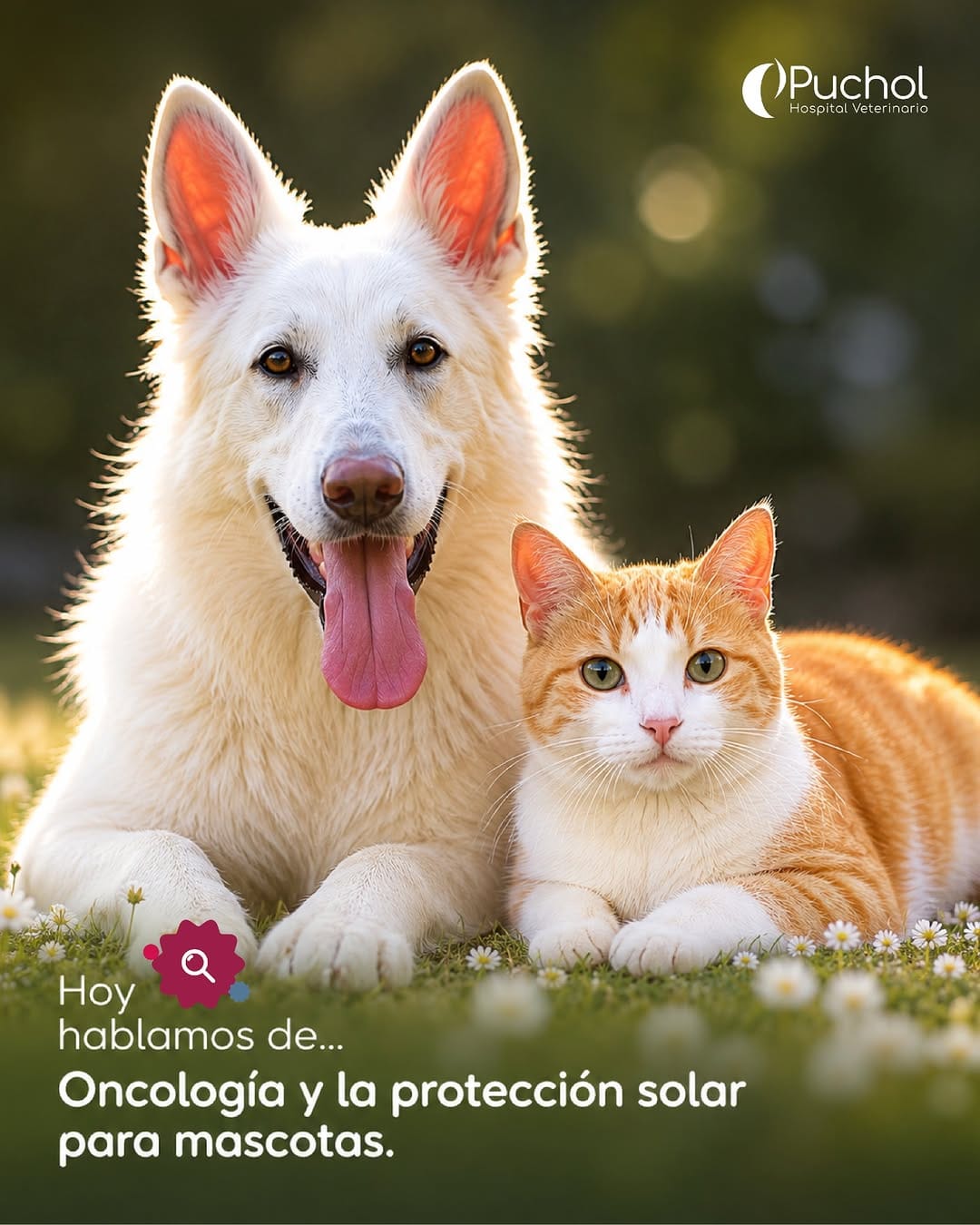 Post 2 by Hospital Veterinario Puchol on Instagram (carousel)