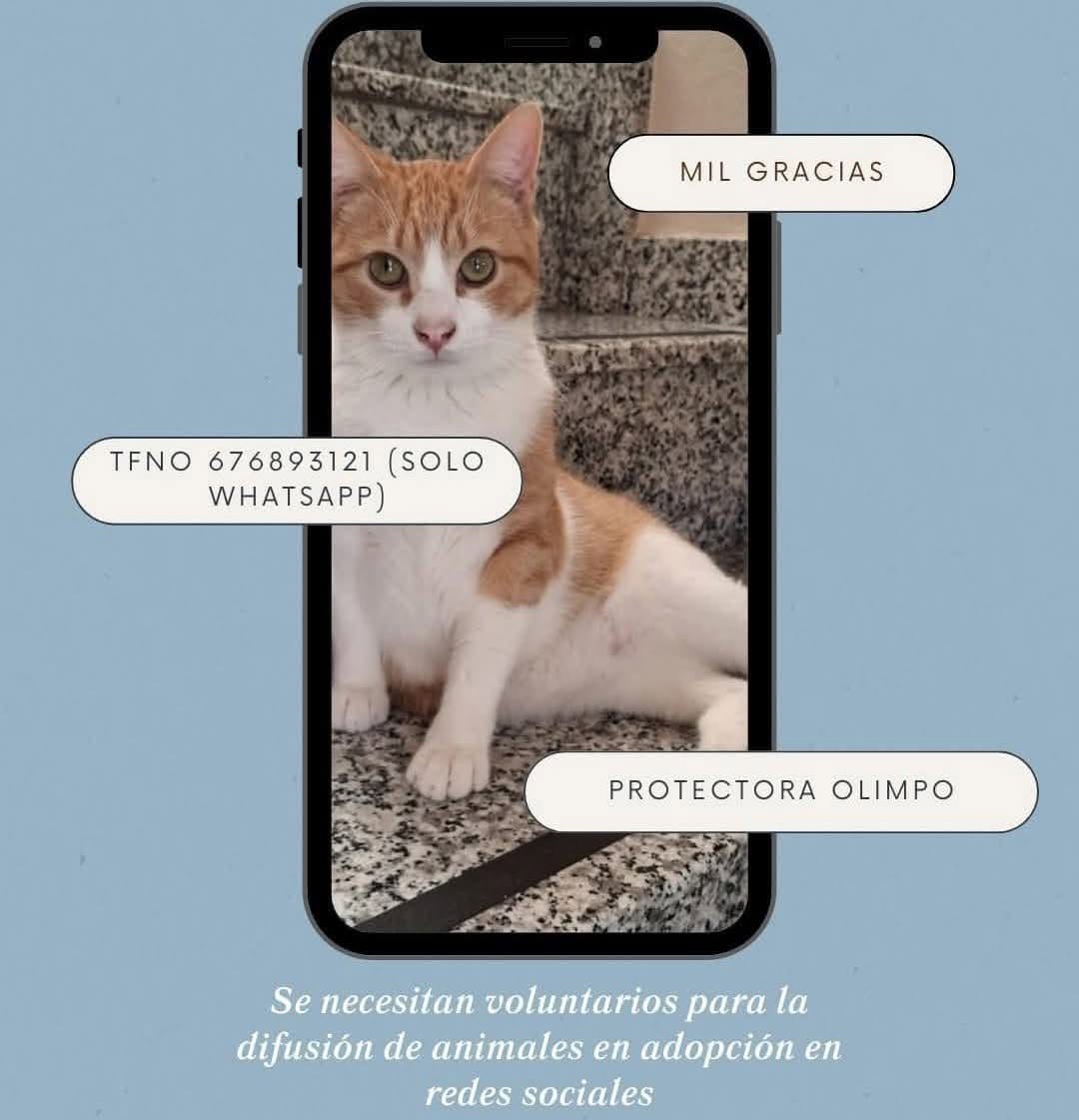 Post 5 by OLIMPO Protectora Animal on Instagram (image)