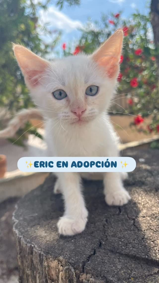 Post 2 by OLIMPO Protectora Animal on Instagram (video)