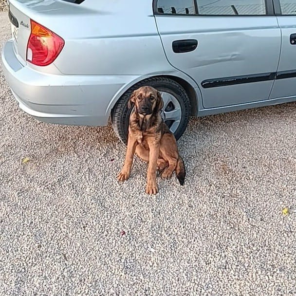 Post 9 by OLIMPO Protectora Animal on Instagram (image)
