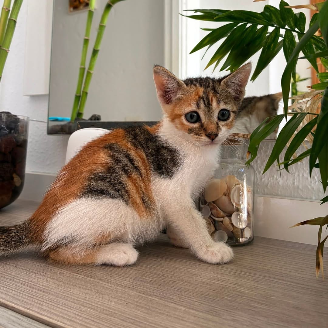 Post 6 by OLIMPO Protectora Animal on Instagram (carousel)