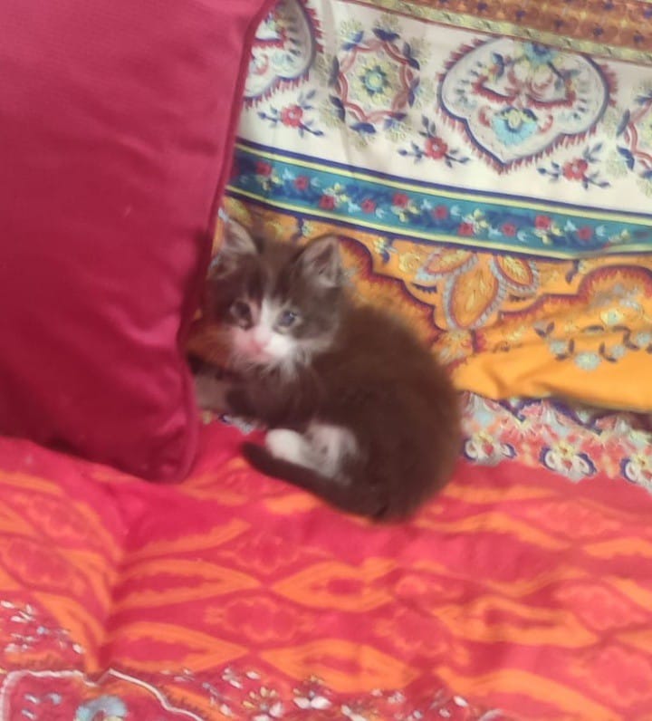 Post 4 by OLIMPO Protectora Animal on Instagram (image)