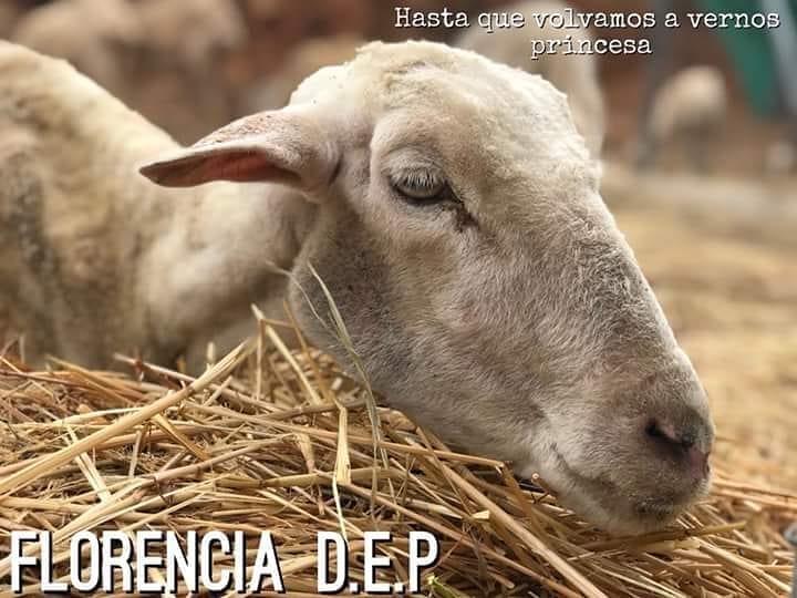 Post 9 by La Candela Sanctuary🔥 on Instagram (image)