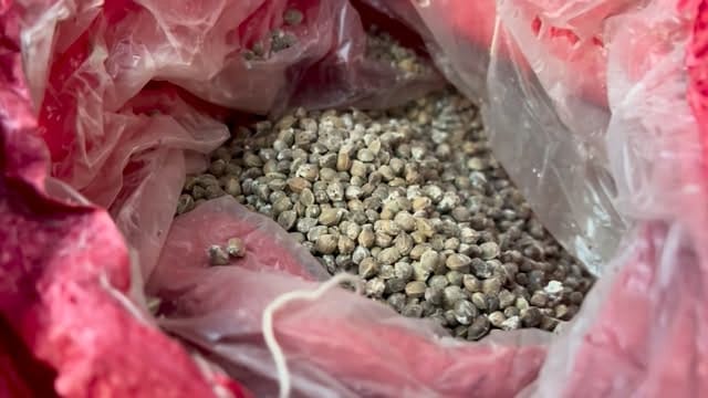 Post 9 by Guacamole Hemp on Instagram (video)