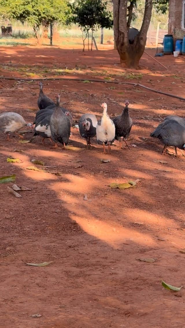 Post 6 by Carol Biângulo on Instagram (video)
