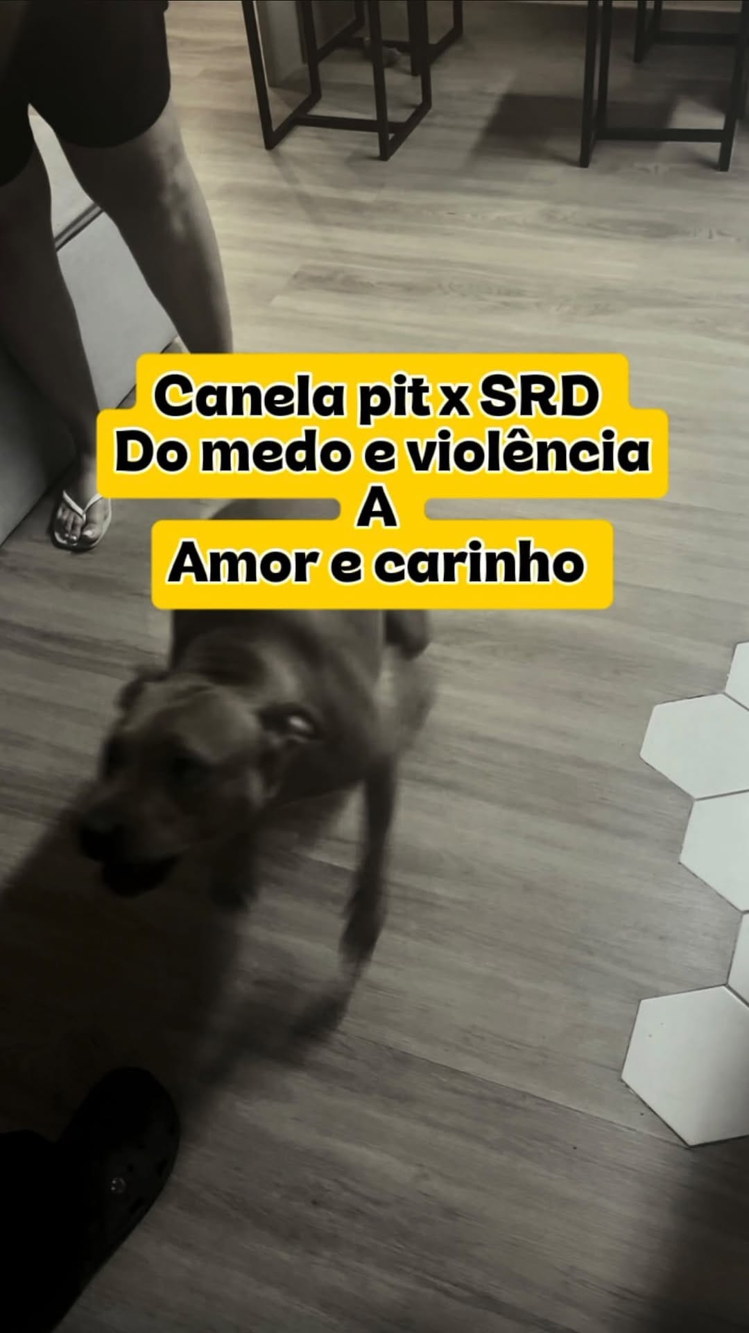Post 10 by O Educador de Cães - Adestramento on Instagram (video)