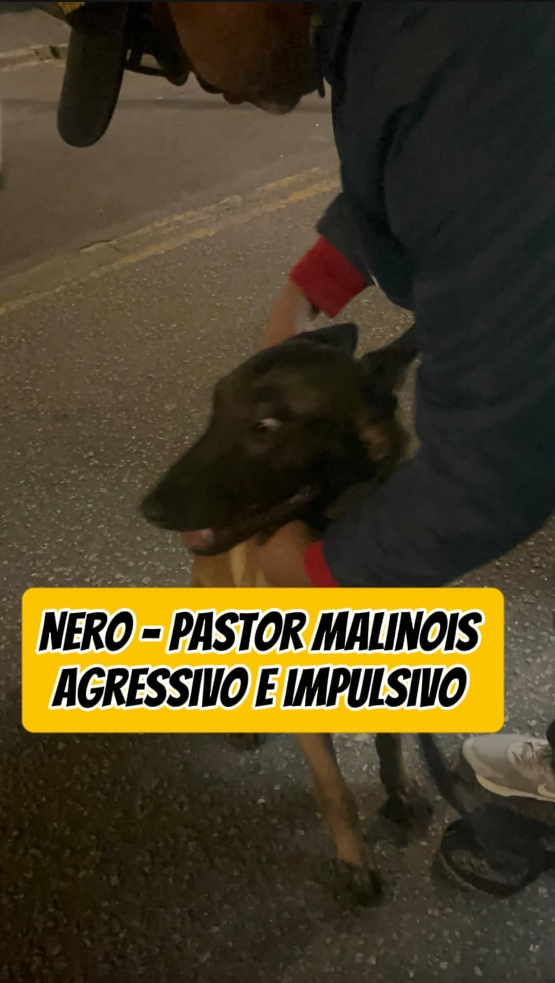 Post 3 by O Educador de Cães - Adestramento on Instagram (video)