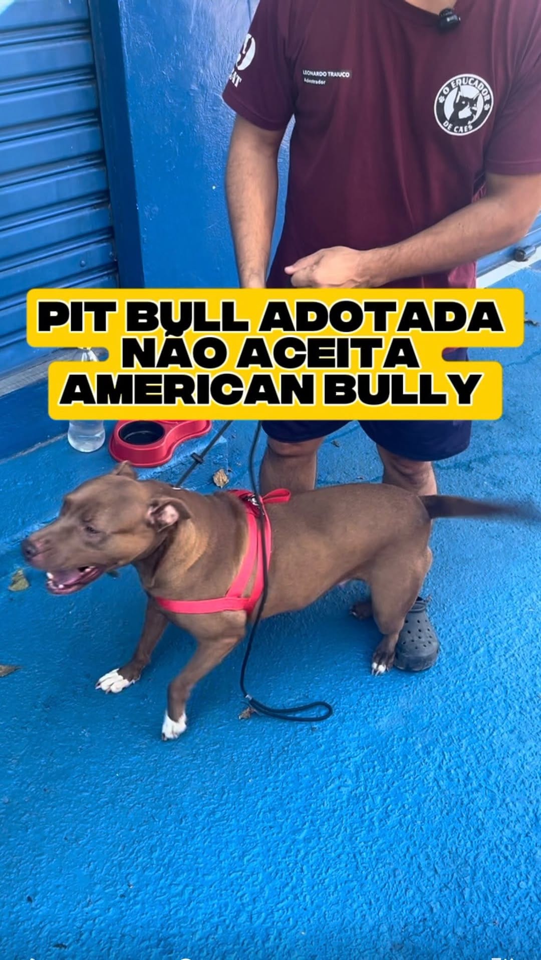 Post 2 by O Educador de Cães - Adestramento on Instagram (video)