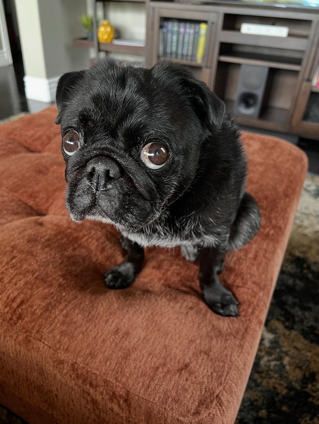 Post 4 by GrubbyPug on Instagram (image)