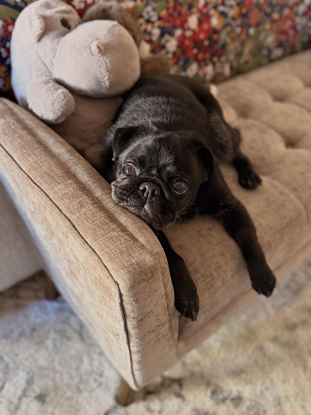 Post 2 by GrubbyPug on Instagram (image)