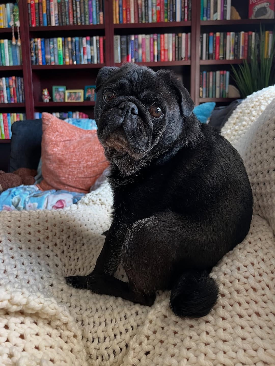 Post 6 by GrubbyPug on Instagram (image)
