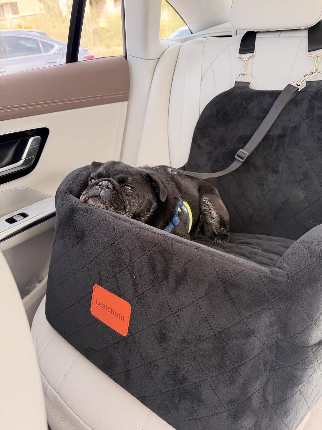 Post 3 by GrubbyPug on Instagram (image)
