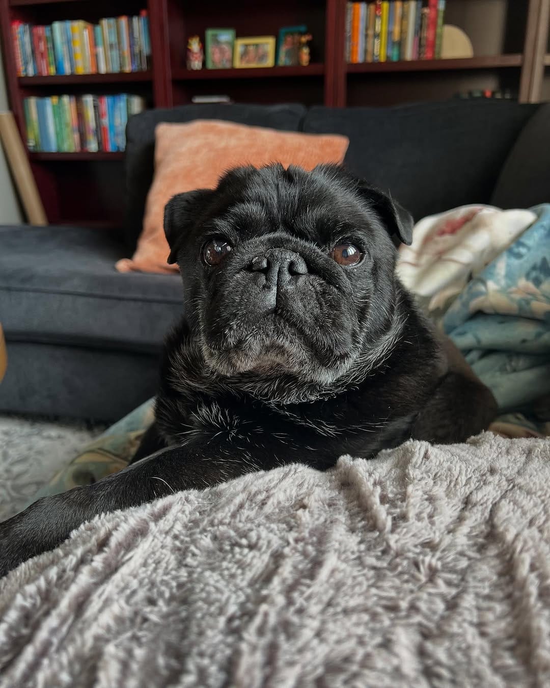 Post 9 by GrubbyPug on Instagram (image)
