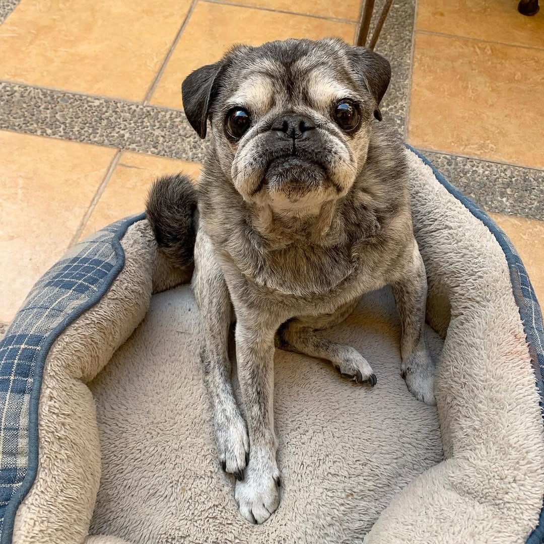 Post 8 by GrubbyPug on Instagram (image)