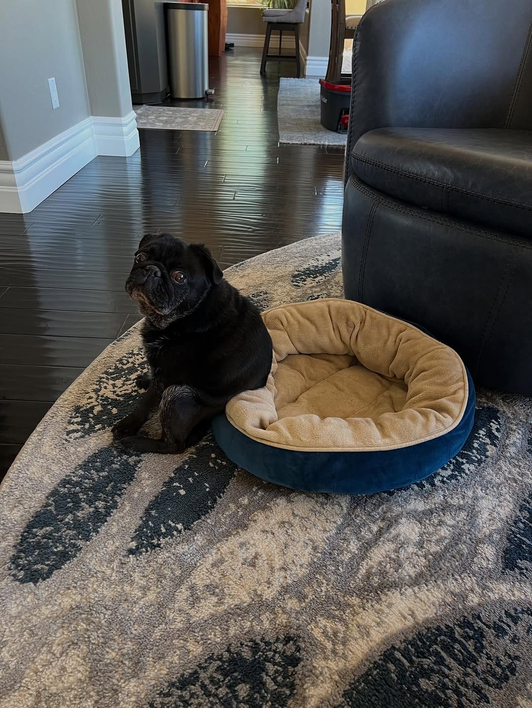 Post 5 by GrubbyPug on Instagram (image)