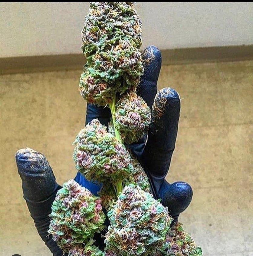 Post 2 by Cannabis Sommelier on Instagram (image)