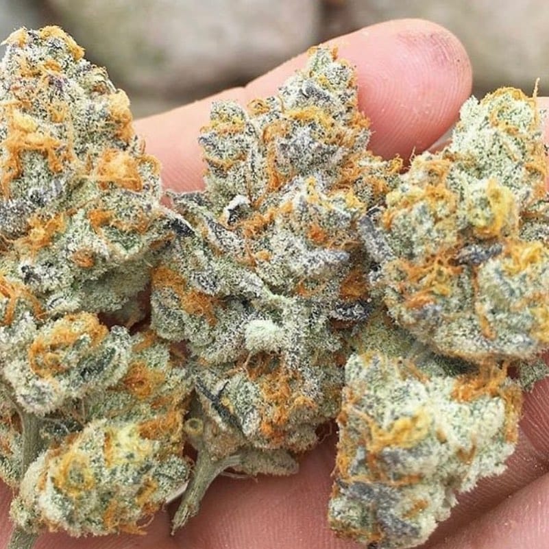 Post 6 by Cannabis Sommelier on Instagram (image)