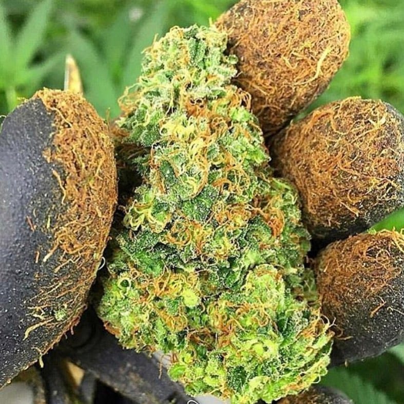 Post 3 by Cannabis Sommelier on Instagram (image)