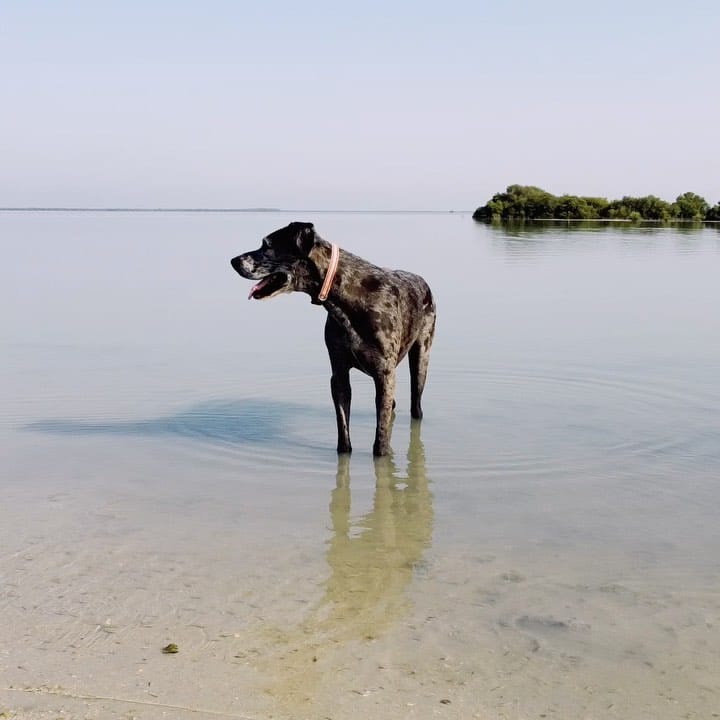Post 1 by Marmaduke on Instagram (video)