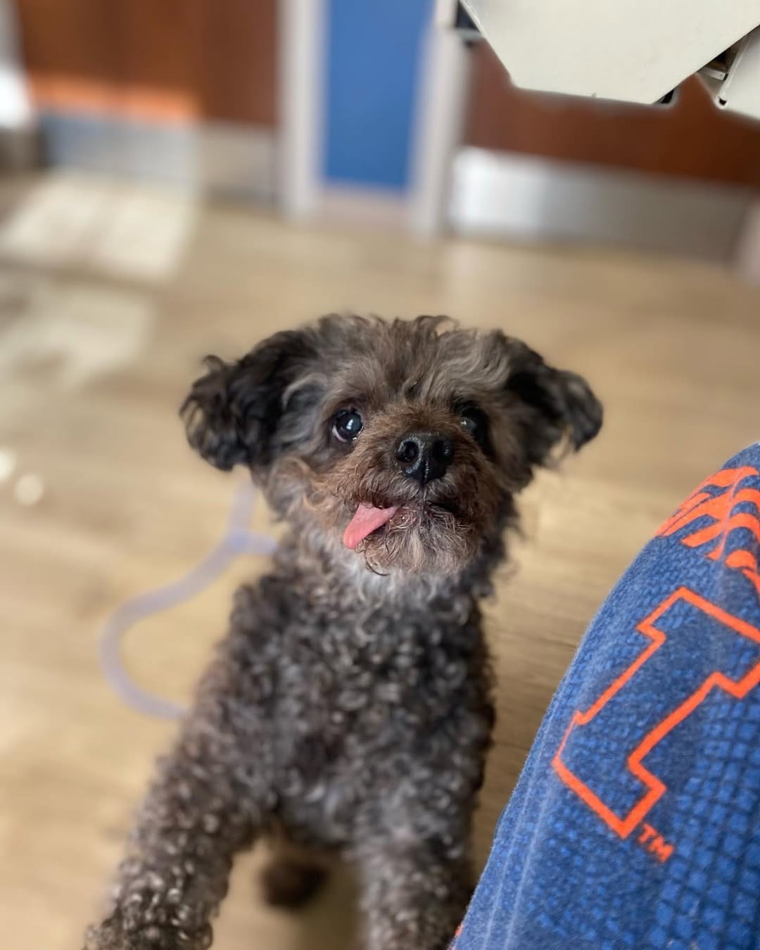 Post 9 by Bruiser and Paco on Instagram (carousel)