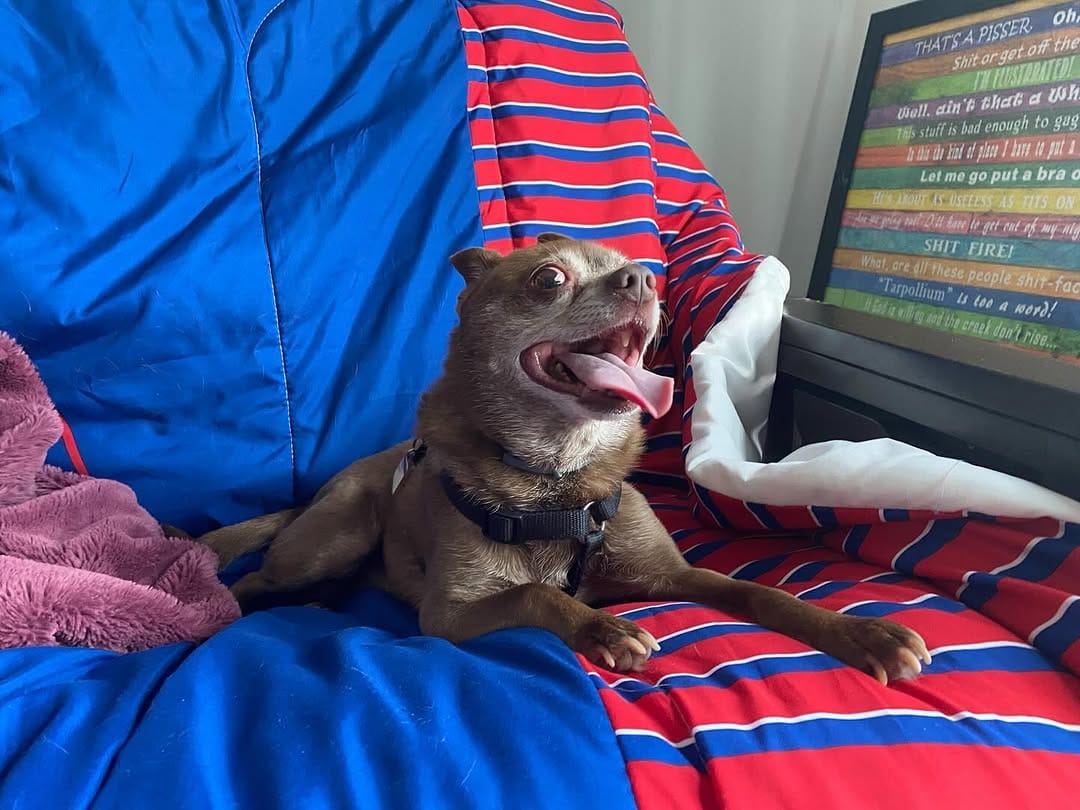 Post 8 by Bruiser and Paco on Instagram (carousel)