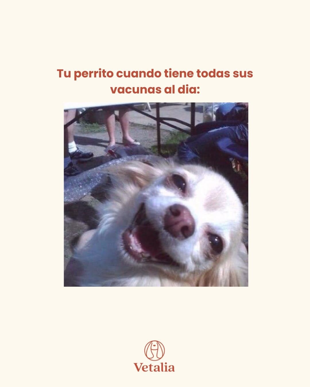 Post 1 by Vetalia Hospital Veterinario on Instagram (carousel)