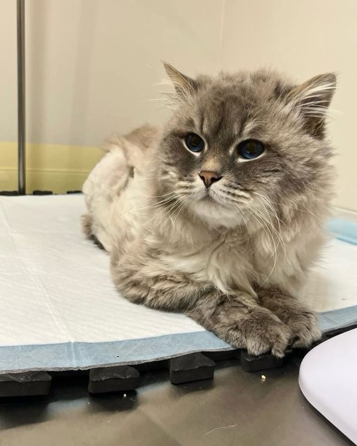 Post 6 by Vetalia Hospital Veterinario on Instagram (carousel)