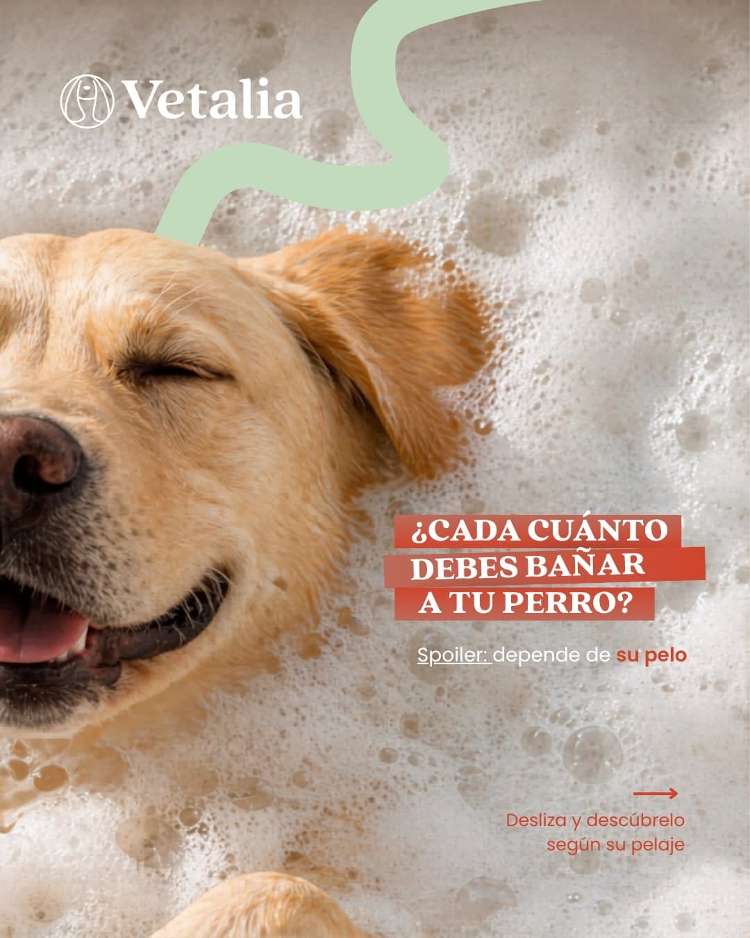 Post 8 by Vetalia Hospital Veterinario on Instagram (carousel)