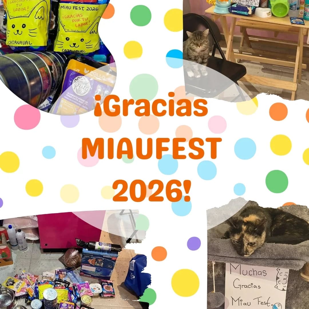 Post 2 by 31gatitos on Instagram (image)