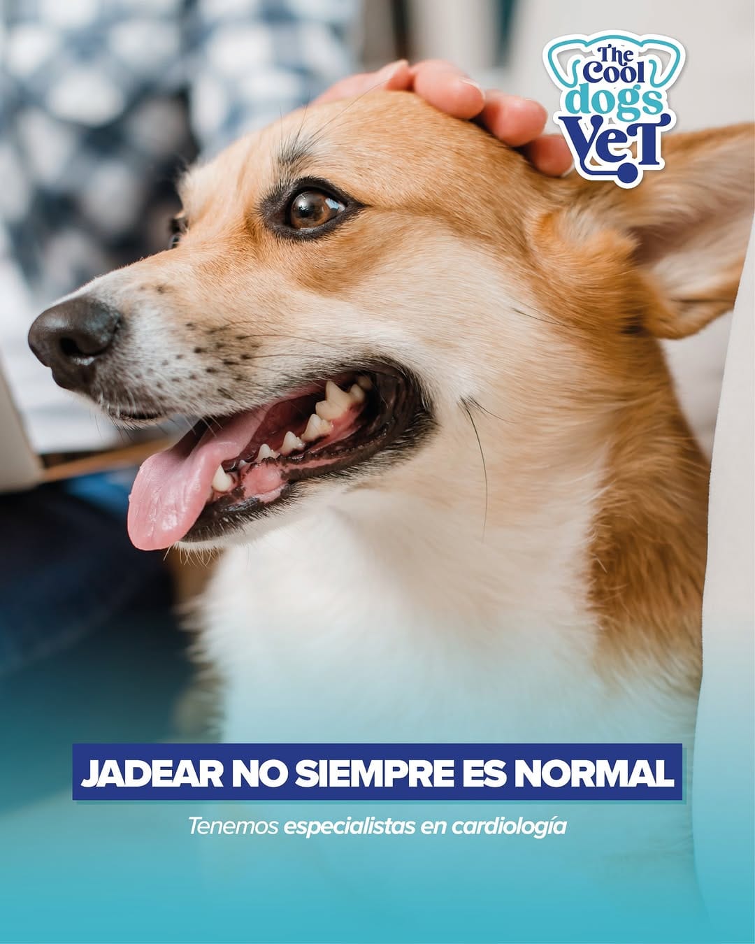 Post 9 by Clínica Veterinaria The Cool Dogs Vet | GuthiVet on Instagram (image)