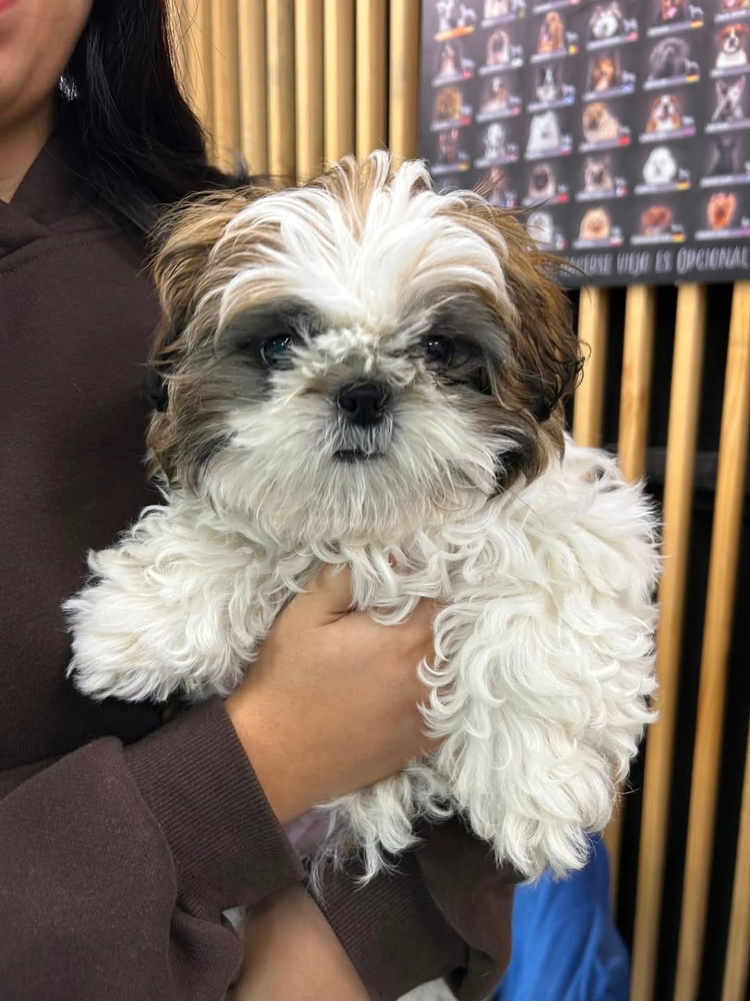 Post 2 by Clínica Veterinaria The Cool Dogs Vet | GuthiVet on Instagram (carousel)