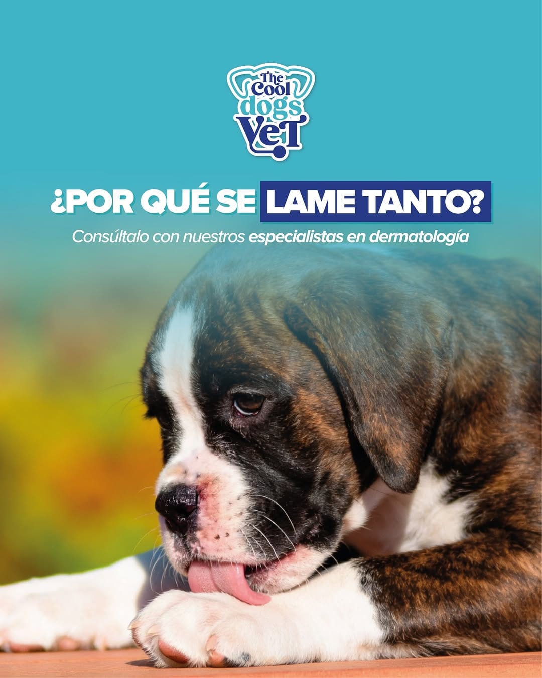 Post 6 by Clínica Veterinaria The Cool Dogs Vet | GuthiVet on Instagram (image)