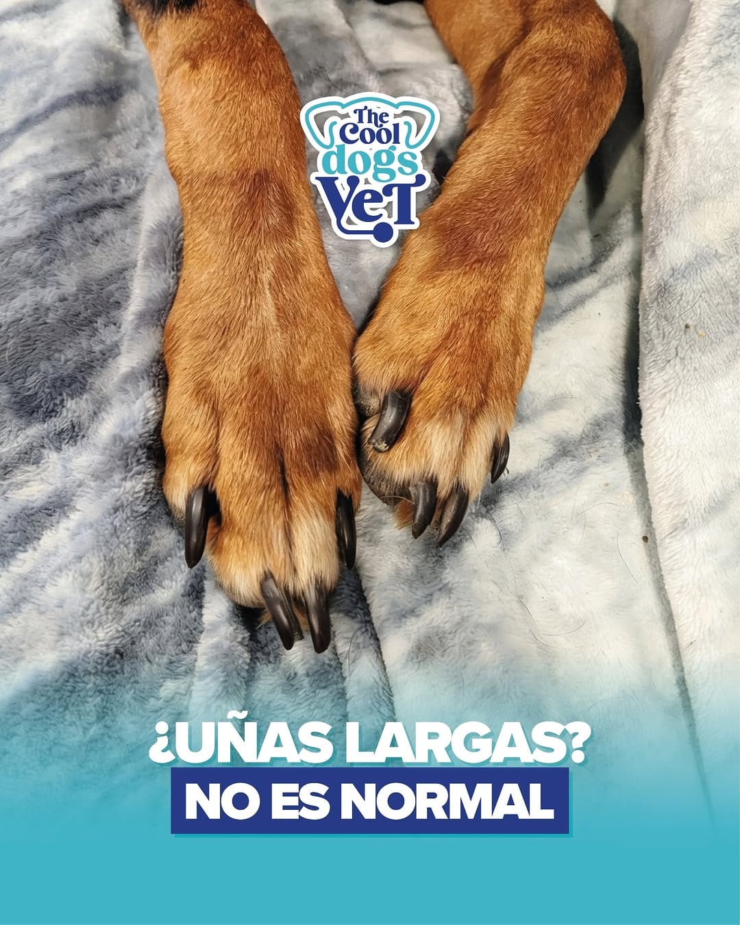 Post 3 by Clínica Veterinaria The Cool Dogs Vet | GuthiVet on Instagram (image)