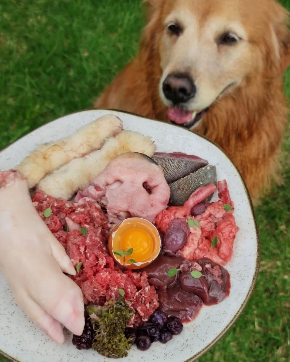 Post 9 by Laika & Nina Golden Girls on Instagram (carousel)