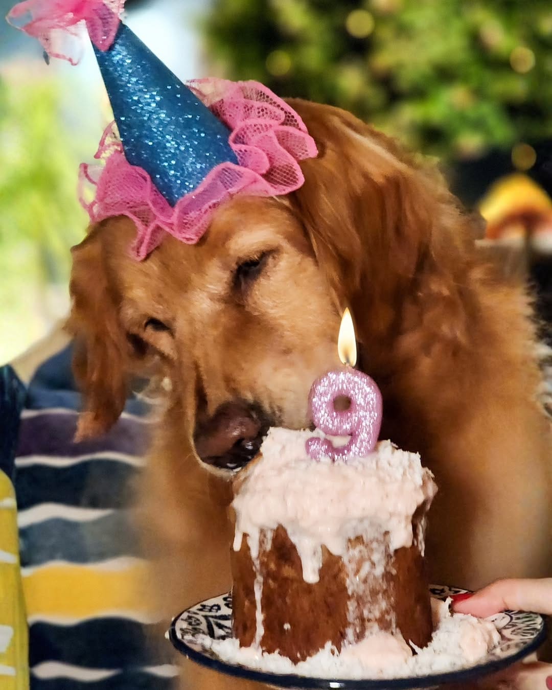 Post 2 by Laika & Nina Golden Girls on Instagram (carousel)