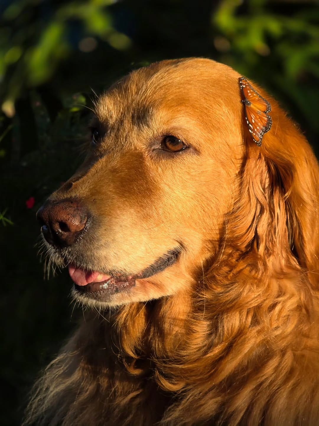 Post 1 by Laika & Nina Golden Girls on Instagram (carousel)