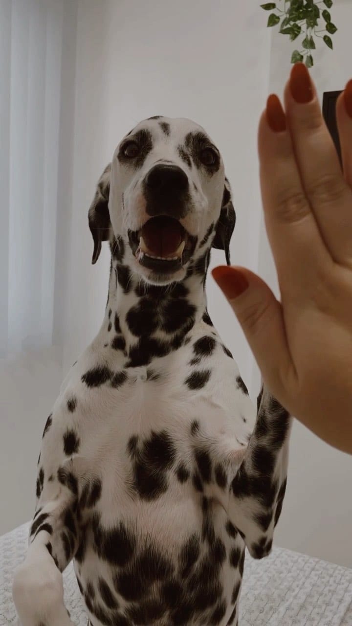 Post 8 by ✨ MAYA ✨ on Instagram (video)