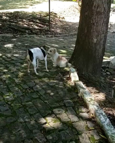 Post 6 by Paçoca on Instagram (video)