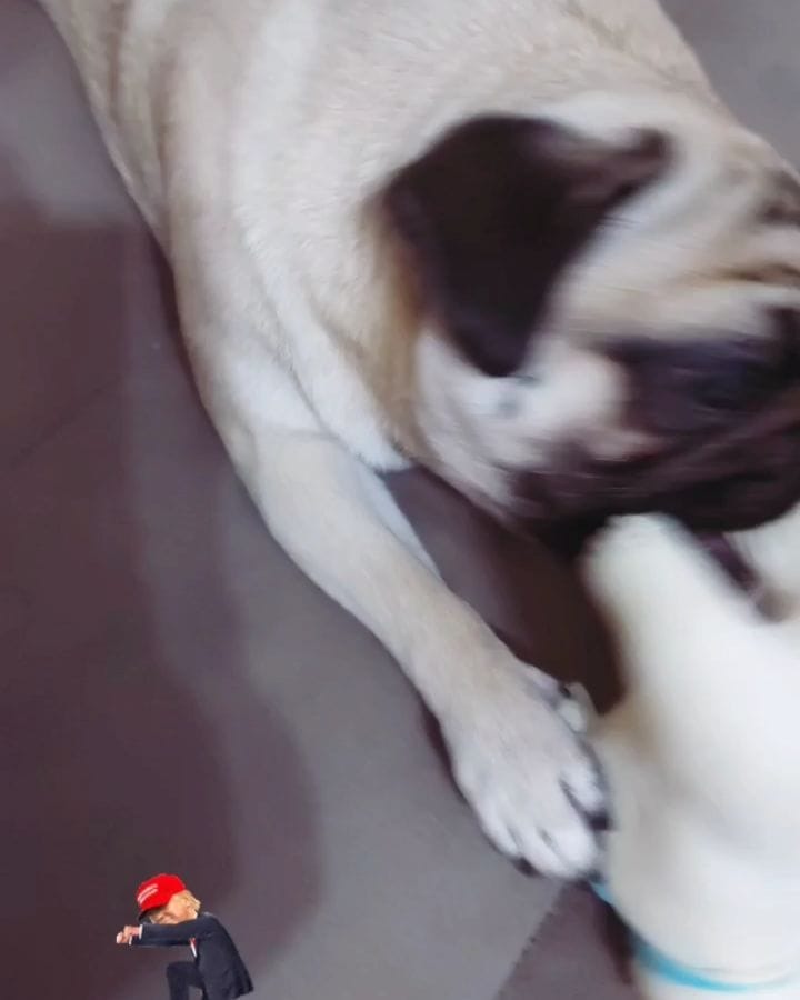 Post 3 by Maitê Alves Cardoso on Instagram (video)