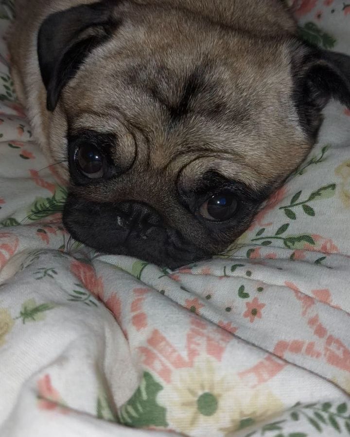 Post 4 by Maitê Alves Cardoso on Instagram (video)